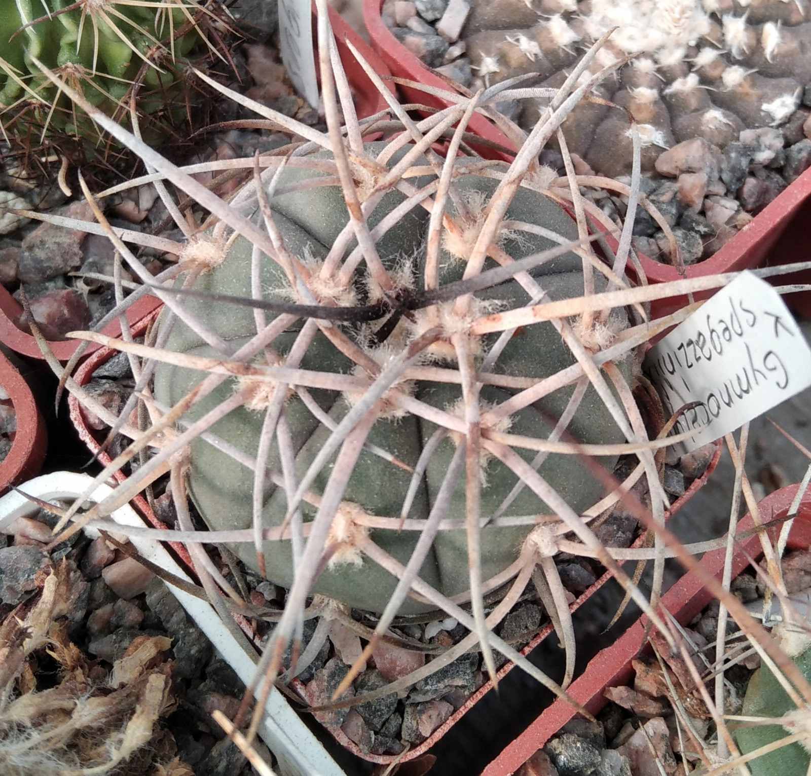 Gymnocalycium  speg x card
