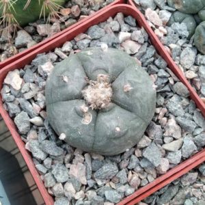 L. williamsii -San Vinsent, SLP-