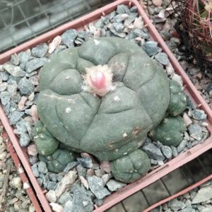 L. williamsii -San Vinsent, SLP-