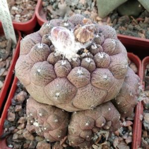 Сopіаpoa montana x hypogaea "Lizard Skin"-seeds-насіння-