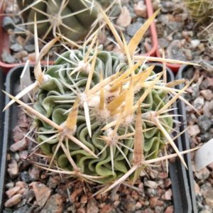 EFC arrigens - super spines-