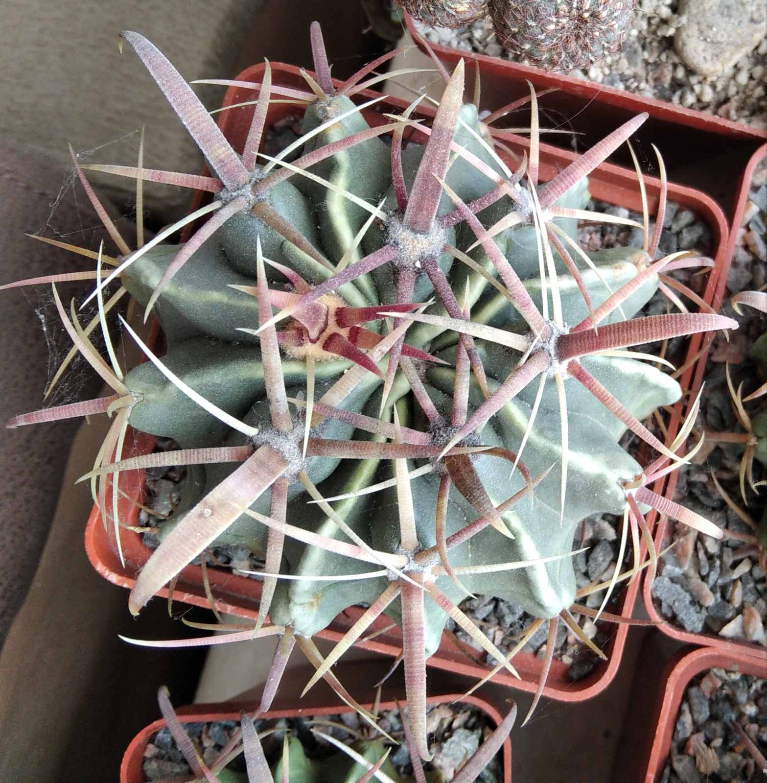 Ferocactus  latispinus -генотип з червоною колючкою- Чехія -
