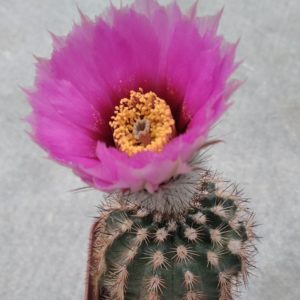 Echinocereus reichenbachii