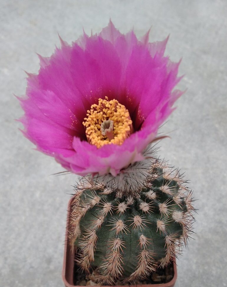 Echinocereus reichenbachii