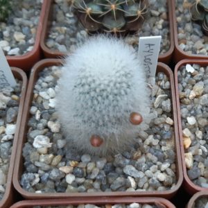 Aylostera muscula