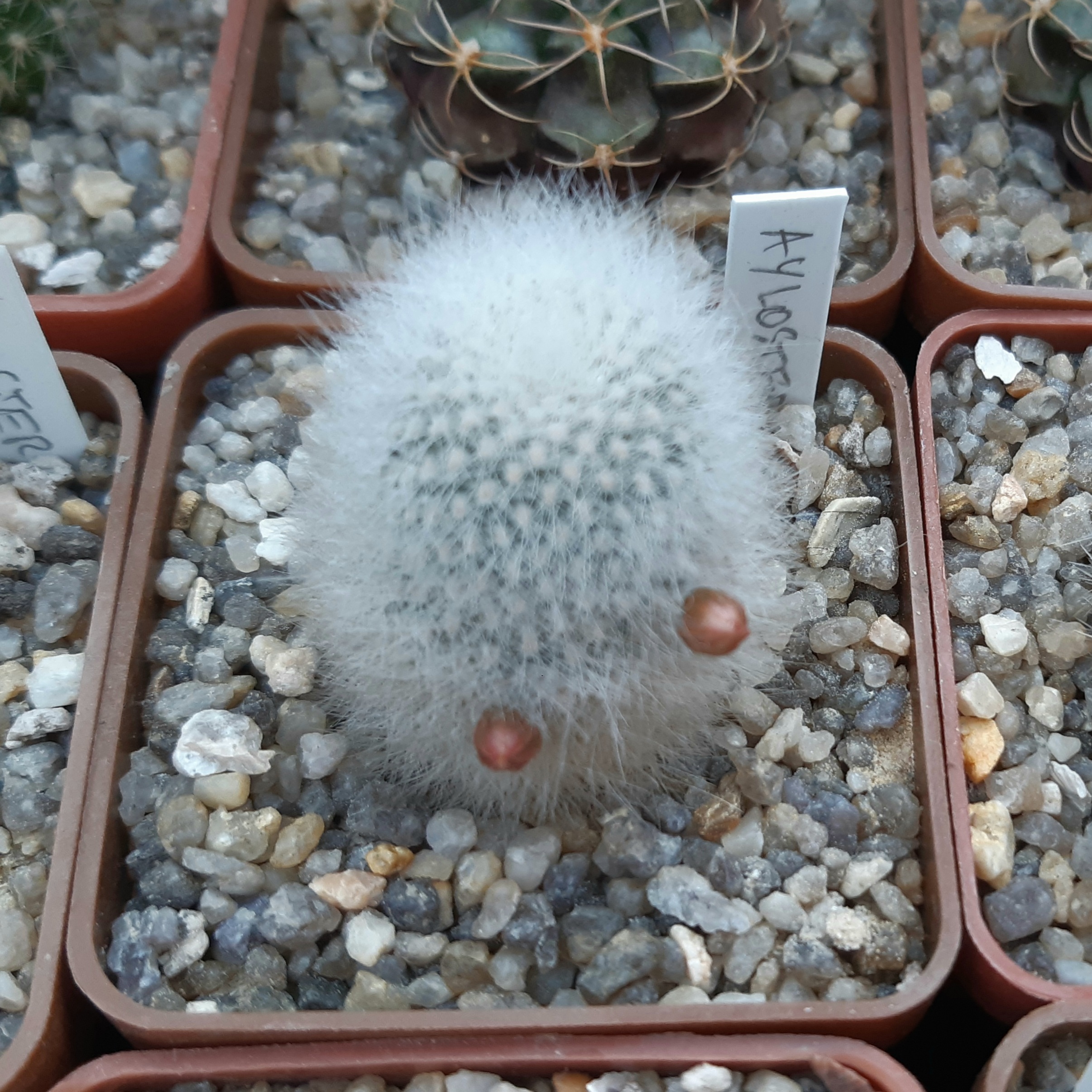 Aylostera muscula