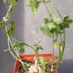 Ibervillea tenuisecta