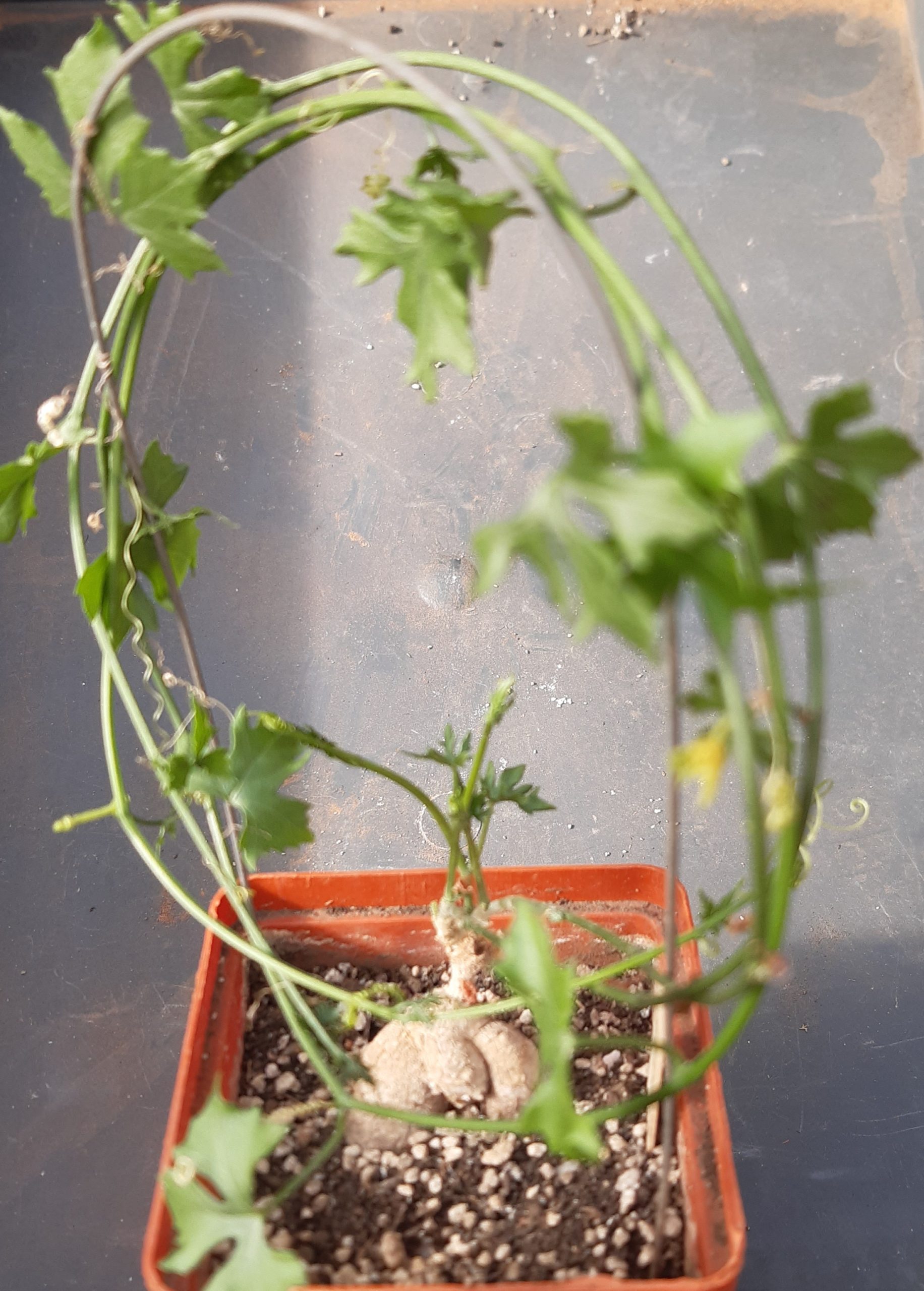Ibervillea tenuisecta