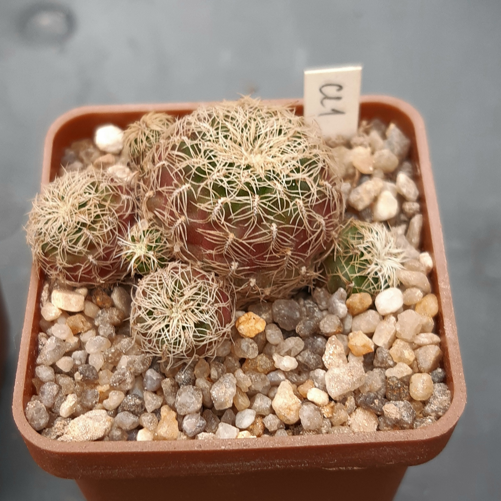 Sulcorebutia pedroensis HS76