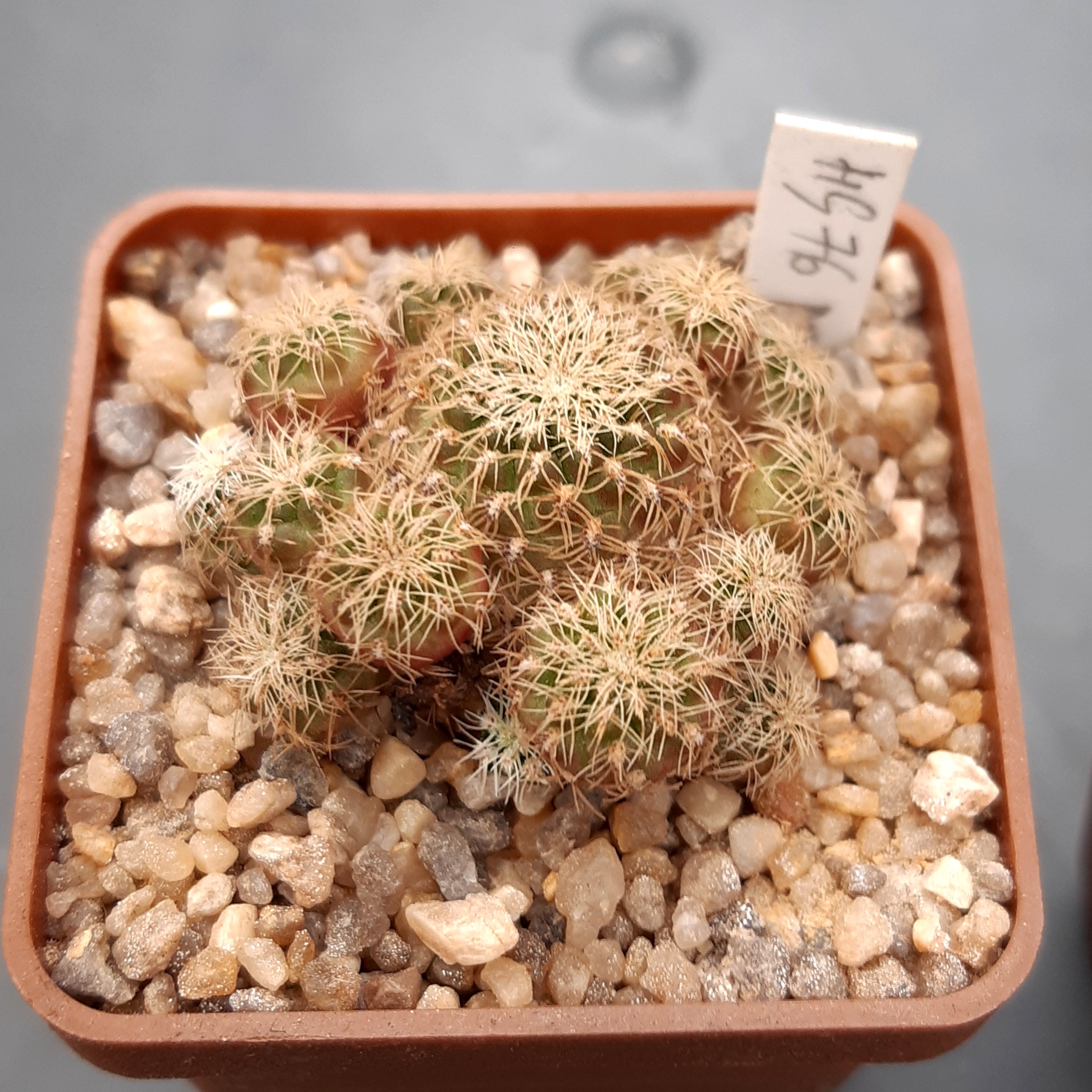Sulcorebutia pedroensis HS76 (cl2)