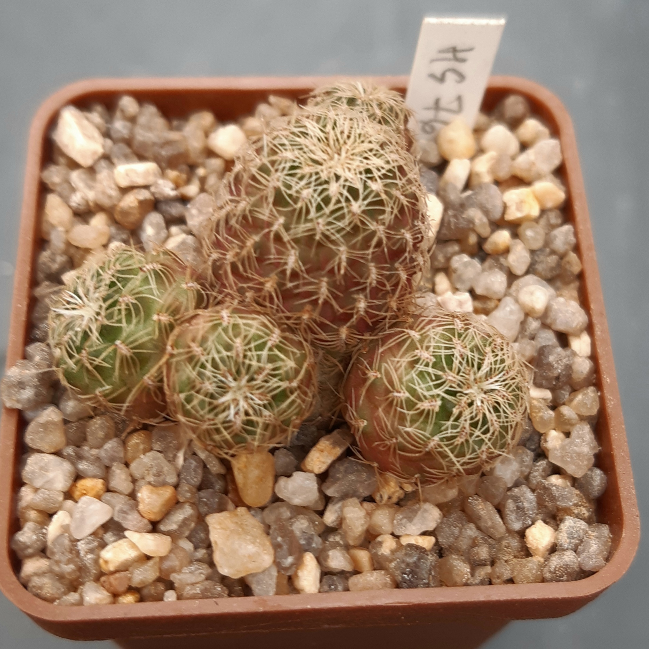 Sulcorebutia pedroensis HS76