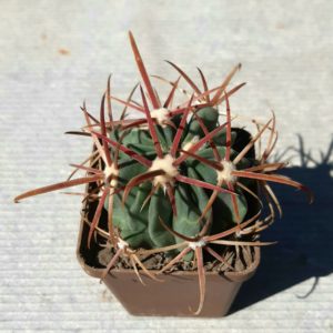 Ferocactus hybrid