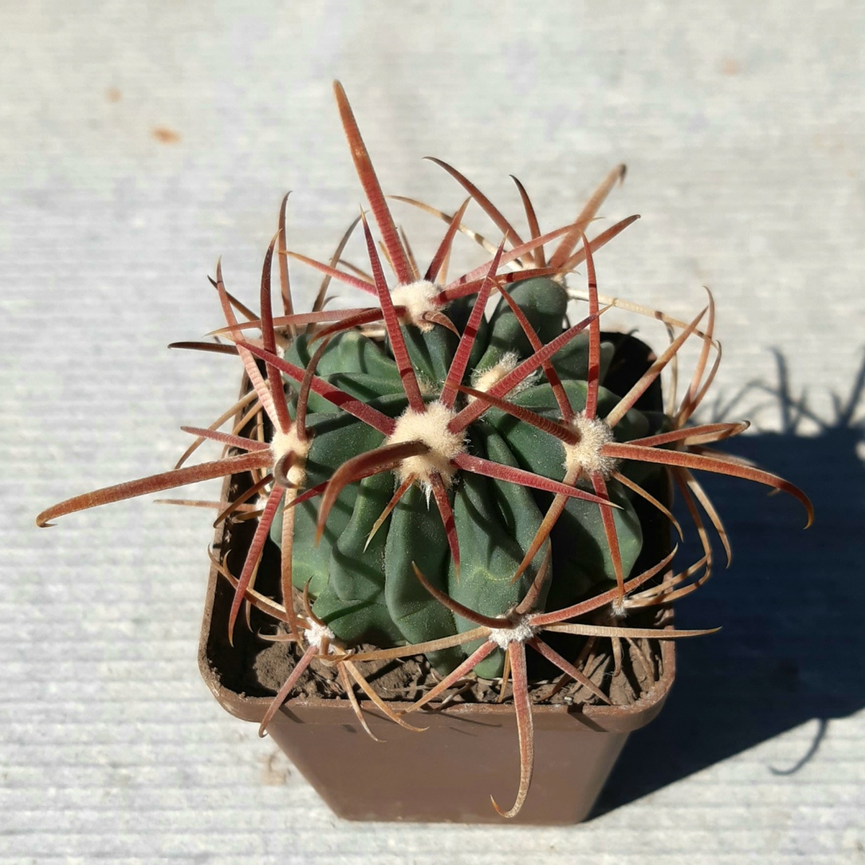 Ferocactus hybrid