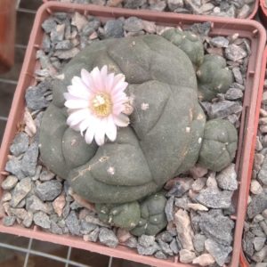 L. williamsii -San Vinsent- cube-7cm- генотип з майже білою квіткою -