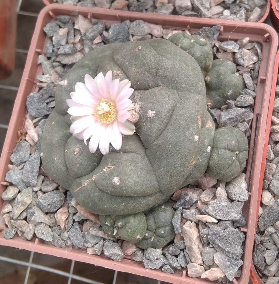 L. williamsii -San Vinsent- cube-7cm- генотип з майже білою квіткою -