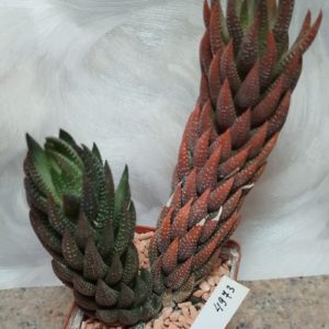 4973 Haworthia coarctata весь горшик