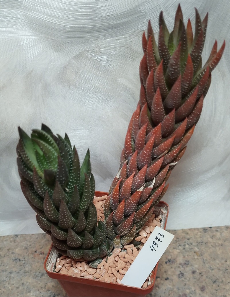 4973 Haworthia coarctata весь горшик