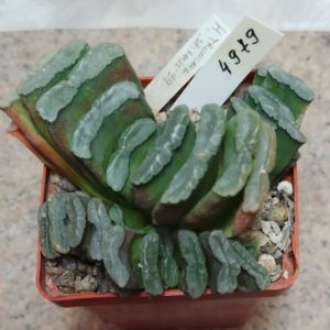 4979 Haworthia truncata весь горшик вік приблизно 10 років