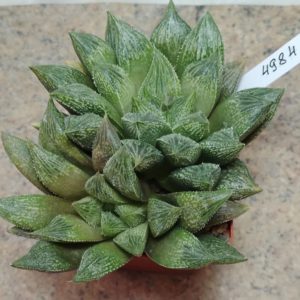 4984 Haworthia magnifica hybrid весь горшик
