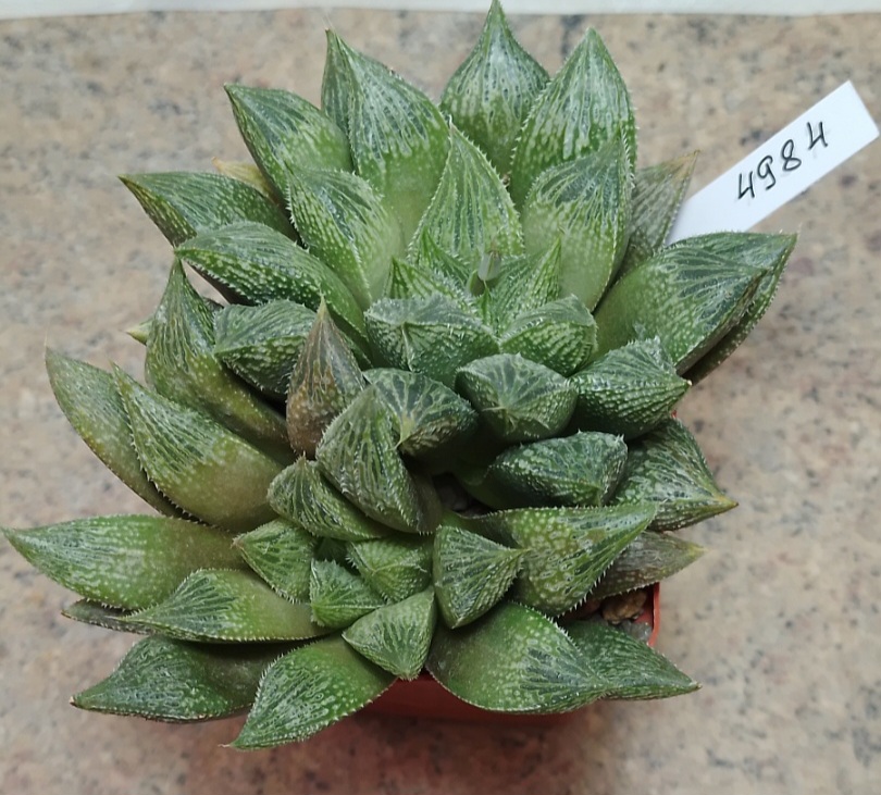 4984 Haworthia magnifica hybrid весь горшик