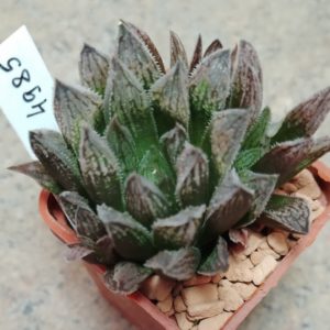 4985 Haworthia 'Sugar Candy' hybrid весь горшик