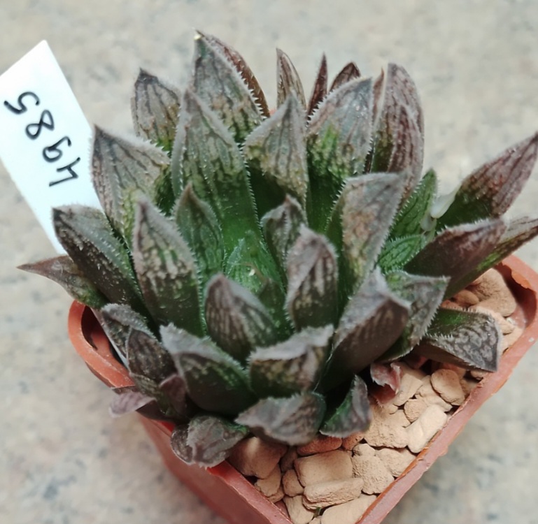 4985 Haworthia 'Sugar Candy' hybrid весь горшик