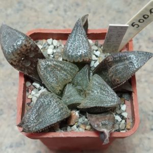 5000 Haworthia splendens hybrid