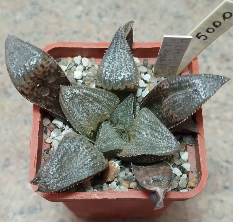 5000 Haworthia splendens hybrid