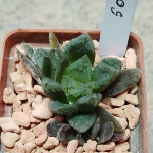 5002 Haworthia hybrid весь горшик