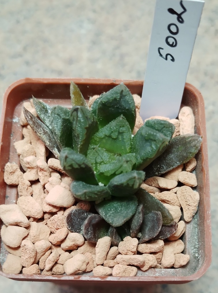 5002 Haworthia hybrid весь горшик