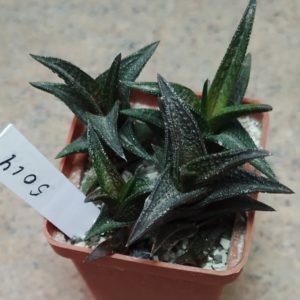 5014 Haworthia nigra весь горшик
