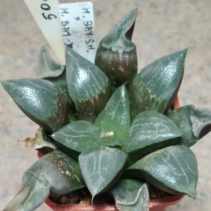 5024 Haworthia bayeri SH x bayeri -Japan-