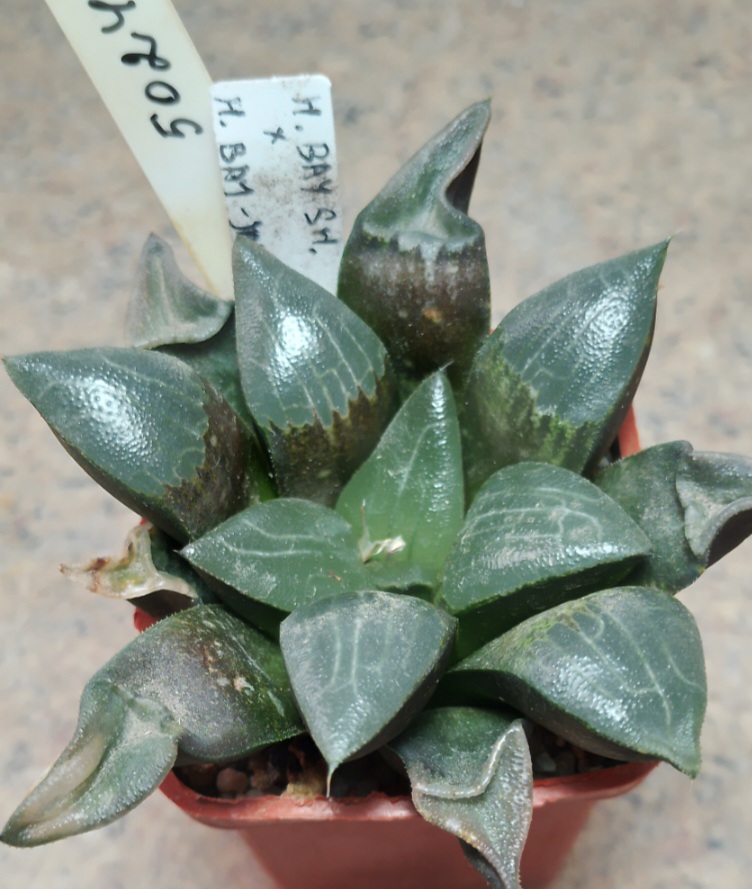 5024 Haworthia bayeri SH x bayeri -Japan-