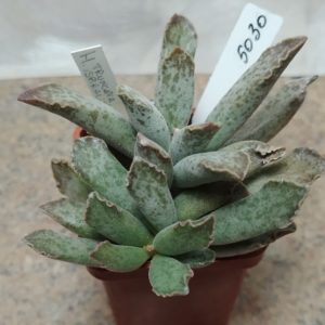 5030 Adromischus cooperi hybrid весь горшик