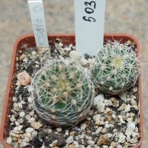 5038 Gymnocalycium papschii JS 157 весь горшик