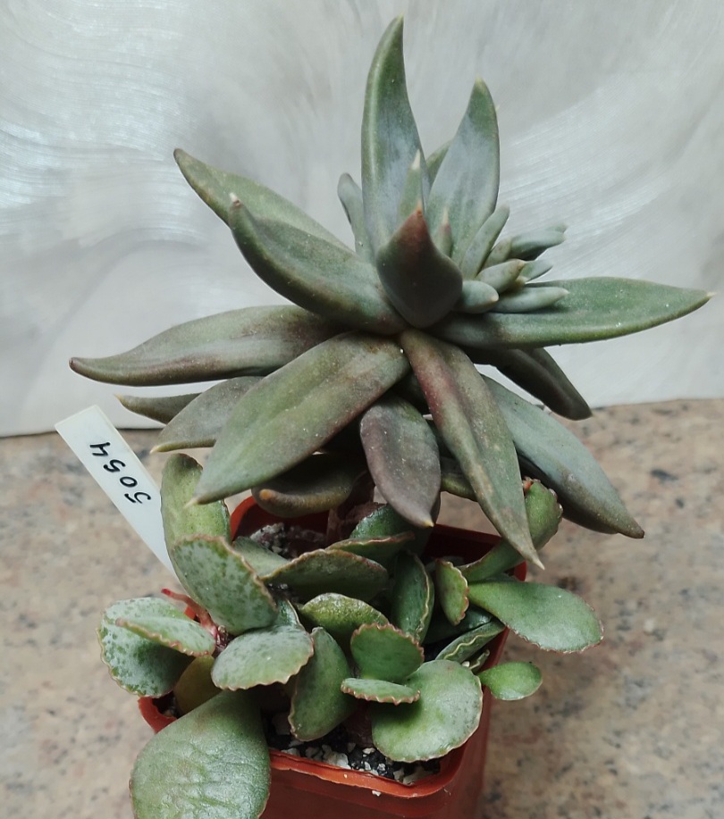 5054 Adromischus schultianus + Echeveria humilis -Camargo- весь горшик