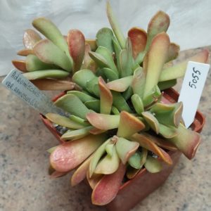 5055 Adromischus umbraticola v.ramosus -Chuniespoort- весь горшик