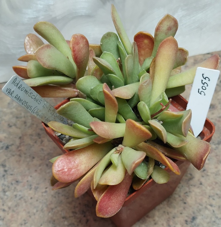 5055 Adromischus umbraticola v.ramosus -Chuniespoort- весь горшик