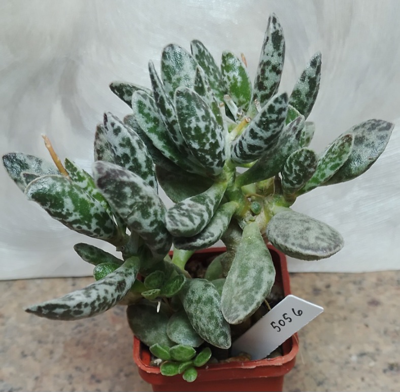 5056 Adromischus marianiae 'Bryan Makin' весь горшик