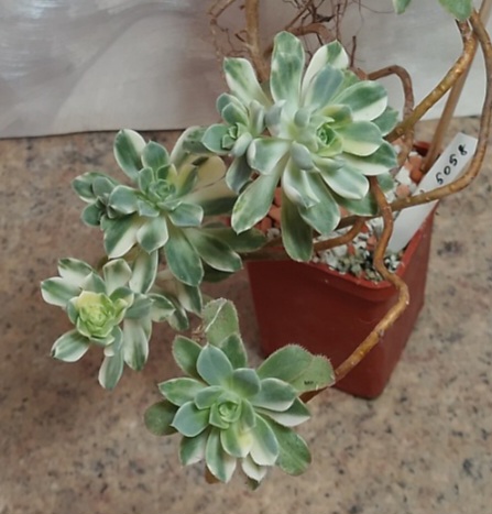 5058 Aeonium castello-paivae f. variegata весь горшик