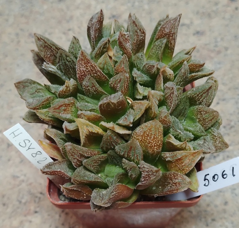 5061 Haworthia SY8.2 hybrid весь горшик