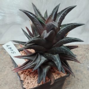 5064 Haworthia nigra hybrid