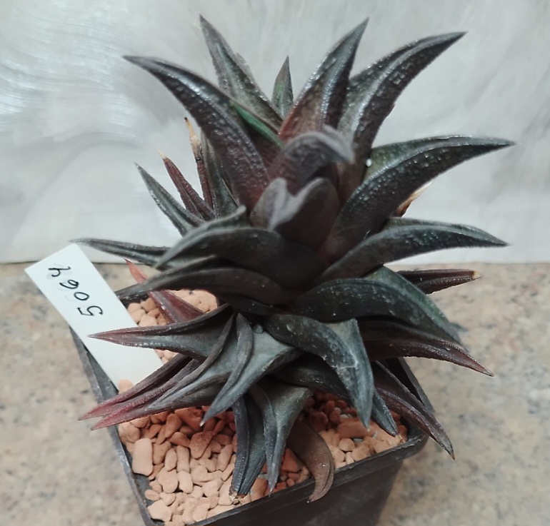 5064 Haworthia nigra hybrid