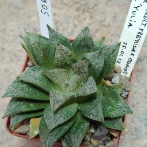 5067 Haworthia schultiana x retusa x comptoniana x 'Yulia'