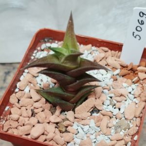 5069 Haworthia nigra x viscosa
