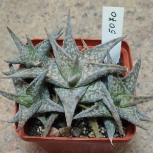 5070 Aloe descongsii hybrid весь горшик