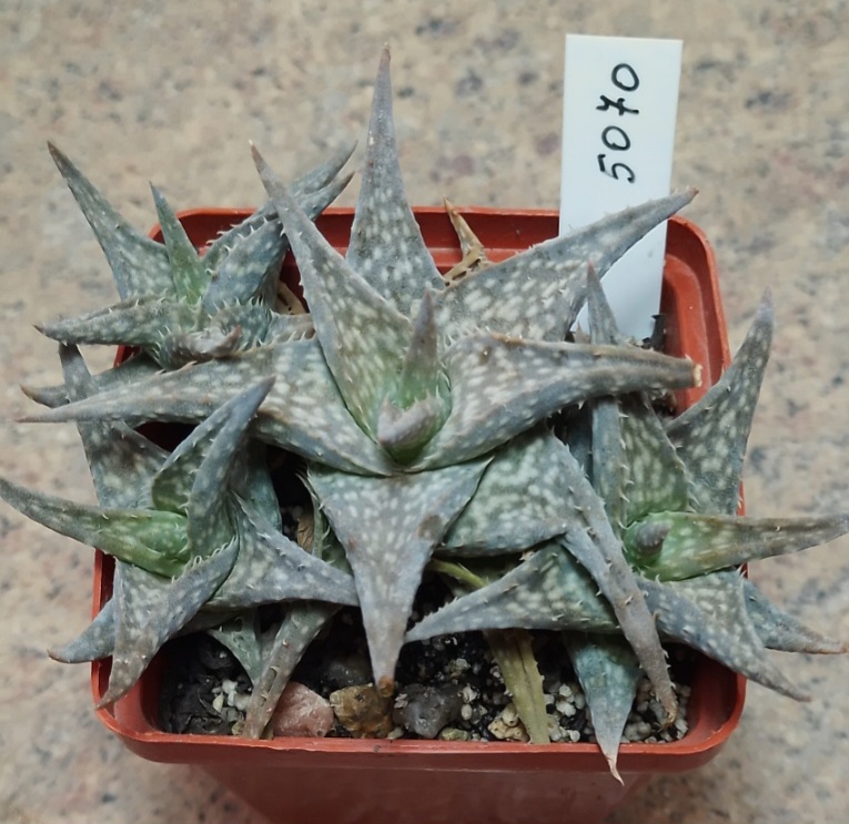5070 Aloe descongsii hybrid весь горшик