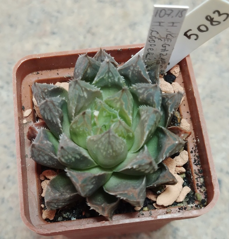 5083 Haworthia 'Kegazato' x cooperi hybrid F2