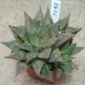 5095 Haworthia reticulata x esterhuisenii весь горшик