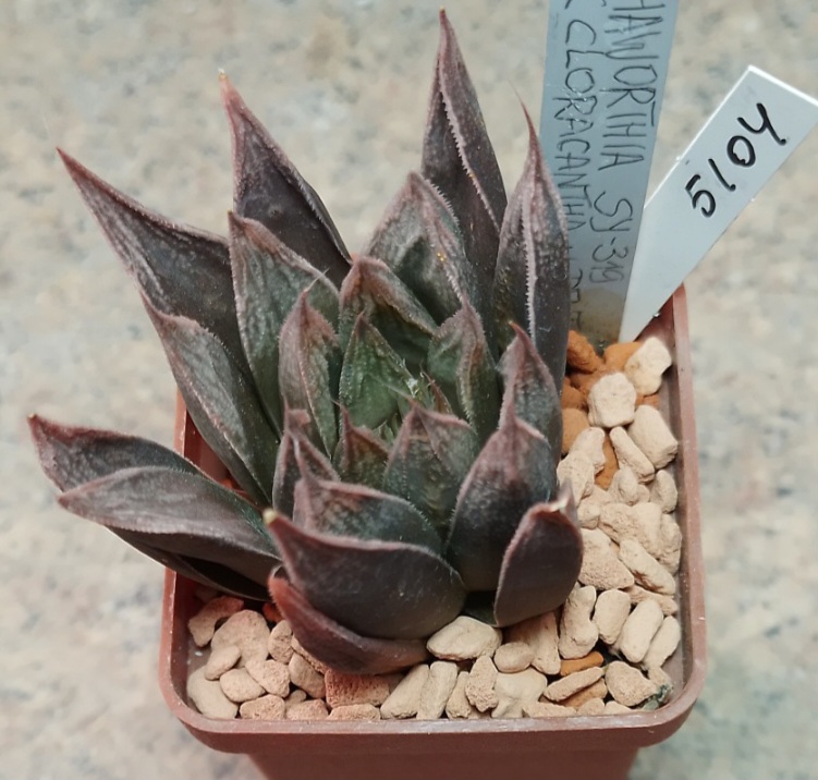 5104 Haworthia hybrid